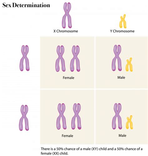 who have a perfect pair of sex chromosomes|Sex chromosome .